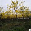 黃花風鈴木綠化工程多規格供應庭院種植行道樹風景樹漳州基地直銷
