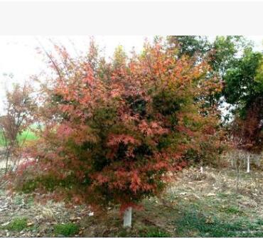 大量供應(yīng)優(yōu)質(zhì)綠化雞爪槭 工程苗行道樹(shù)基地直銷(xiāo)凈化空氣現(xiàn)貨