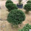 龜甲冬青綠化帶庭院綠化常綠灌木綠化工程多規格供應漳州基地直銷