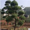 苗圃基地供應園林綠化造型龍柏 可栽造型龍柏樹四季常青龍柏