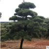 基地供應工程園林景觀造型黑松 規格多樣庭院可栽造型黑松批發