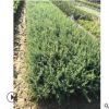 供應金邊六月雪苗 六月雪小苗園林綠化工程苗木批發廠家
