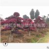 湖南苗圃基地批發紅花繼木樁 地徑18-20公分精品造型紅花繼木樁