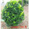 金葉女貞球湖南苗圃基地常年供應 行道風景小葉女貞球 金森女貞球
