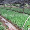 苗農(nóng)基地春鵑小苗 工程綠化苗木春鵑 綠化景觀苗木批發(fā)