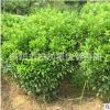 苗農(nóng)工程綠化苗木瓜子黃楊小葉黃楊 瓜子黃楊球綠化景觀苗木