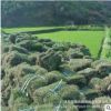 暖季型草坪 馬尼拉草坪 固土護坡材料 操場庭院綠化 基地直銷