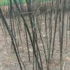 供應河南優(yōu)質(zhì)國槐苗種植基地