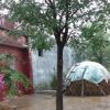 供應國槐苗 國槐苗價格 優(yōu)質國槐苗批發(fā) 河南國槐種植基地