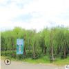 柳樹垂柳基地直銷 綠化垂柳易成活 可供公園小區美化批發垂柳發貨