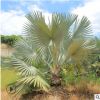 福建產地農戶直銷 種植霸王棕 批發基地銷售 樹形優美霸王棕批發