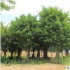 大葉榕基地直銷 專業種植園林綠化 可供公園小區 大葉榕大量批發