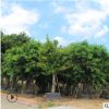 高山榕基地直銷 直徑5-200公分 可供應園林綠化工程