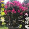 福建紫薇樹樁供應 福建紫薇樹樁批發 福建紫薇樹樁報價
