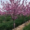 5--6厘米獨桿紫荊