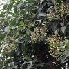 大葉女貞樹9-12公分