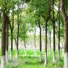 國槐樹9-15公分