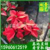 基地直銷(xiāo)室內(nèi)年花花卉圣誕紅一品紅美觀凈化空氣漳州一品紅批發(fā)