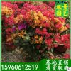 園藝直銷(xiāo)，多色三角梅批發(fā)，三角梅樁頭福建基地直銷(xiāo)，大量批發(fā)