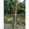 福建蒲葵價格，漳州蒲葵價格，桿高5米蒲葵價格植物種園林綠化