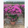 三角梅球價格 高度120公分 紫花三角梅球價格 現貨供應