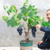 葡萄苗樹嫁接爬藤當年結果庭院盆栽苗無籽葡萄南方北方無核葡萄苗
