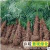 棕櫚樹棕樹唐棕庭院栽植別墅觀賞廠區公園綠化樹木耐寒四季常青