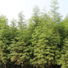水杉樹苗中華水杉樹杉樹苗綠化工程廠區公園行道樹易成活耐水河岸