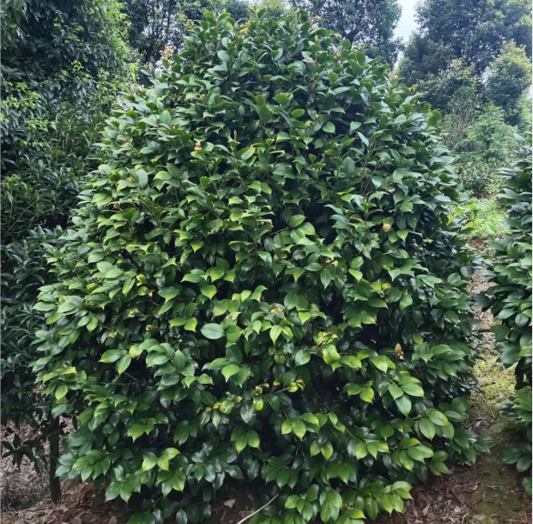 QQ截圖20200725152936