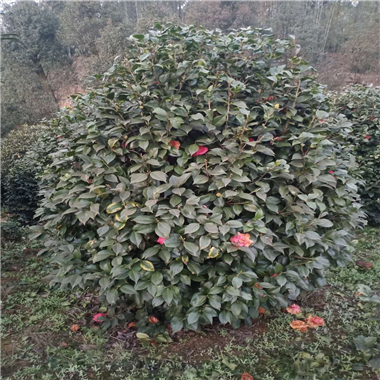 微信圖片_20200725154556