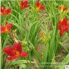 100萬株紅寶石萱草 紅花萱草 量大優(yōu)惠 全國包郵