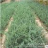 批發(fā)直銷 沙地柏 沙地柏防風(fēng)固沙 園林綠化工程 量大優(yōu)惠