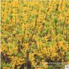 大量供應(yīng)工程苗金鐘花 黃金條 金鐘花價格 細(xì)葉連翹 金鐘花苗