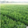 產(chǎn)地直銷衛(wèi)矛 衛(wèi)矛球 高桿衛(wèi)矛 衛(wèi)矛小苗 衛(wèi)矛價格