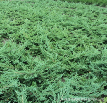 基地直銷鋪地柏 爬地柏 防風固沙 鋪地龍 地柏 園林綠化量大從優