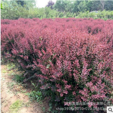 紅葉小檗球 紅葉小波 紅葉小檗 1-3年生紅葉小檗量大從優