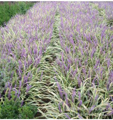 批發直銷金邊麥冬草 萬年久 彩葉地被 園林綠化新優品種 量大優惠