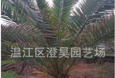 成都苗木 加拿利海棗加納利海藻 質量保證 產地直銷 歡迎來電