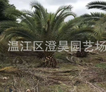 成都溫江苗木 中東海藻 銀海藻 產地直銷 質量保證 品種規格齊