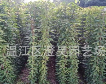 成都苗木 油麻藤 產地直銷 質量保證 品種規格齊 一站購齊 電詢