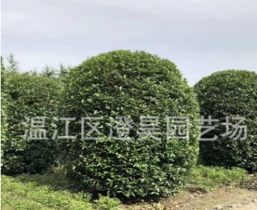 成都批發精品地籠桂花長期提供各種規格工程苗咨詢電話1373067958