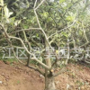成都批發各種規格枇杷樹長期提供各種品種工程苗致電13730679058