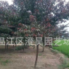 成都批發各種規格紅葉碧桃長期提供各種品種喬木灌木地被詳情致電