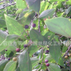 樸樹樹苗批發(fā)園林精品盆景造型樸樹 工程綠化苗木規(guī)格齊全