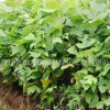 馬褂木樹苗批發(fā) 工程綠化苗木速生鵝掌楸 園林精品盆栽馬褂木苗