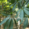 七葉樹苗木 綠化苗木庭院種植行道點綴常綠喬木七葉樹樹苗批發(fā)