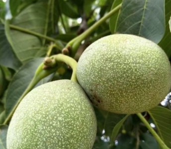 批發兩年結果嫁接山核桃樹苗80公分中農短枝香玲8518嫁接核桃苗