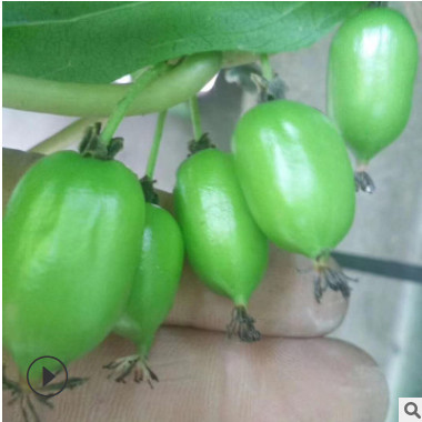 耐寒泰山一號黃金果奇異果金艷徐香獼猴桃2年嫁接軟棗獼猴桃樹苗