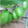 耐寒泰山一號黃金果奇異果金艷徐香獼猴桃2年嫁接軟棗獼猴桃樹苗