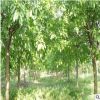 黃葛樹園林綠化苗木 精選黃葛樹批發(fā) 種植基地廠家直供 量大從優(yōu)